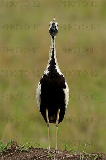 Black-bellied Bustard