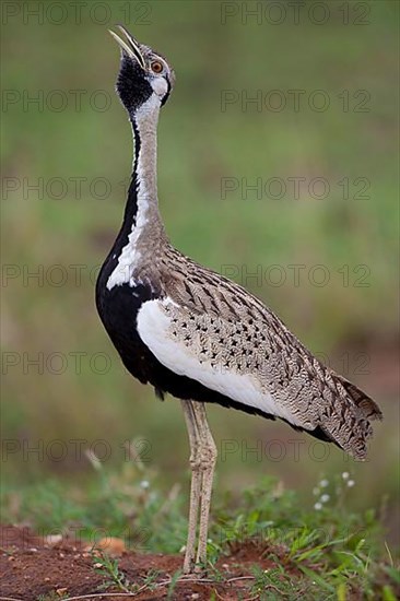 Black-bellied Bustard