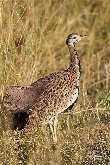 Black-bellied bustard