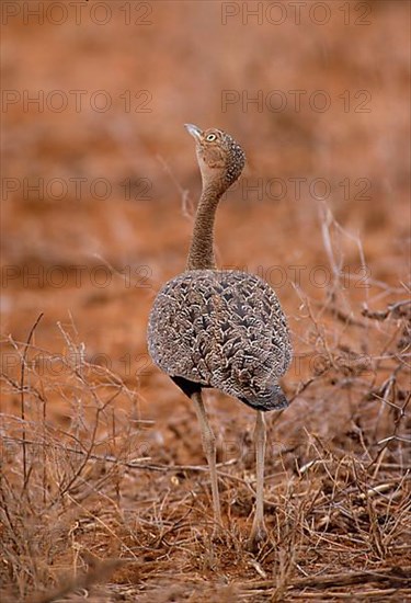 Buff-crested bustard