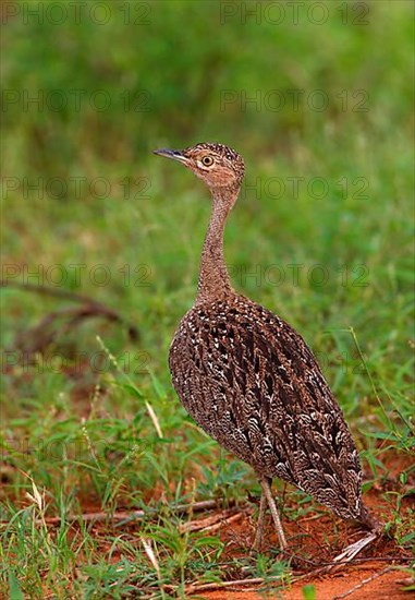 Buff-crested Bustard