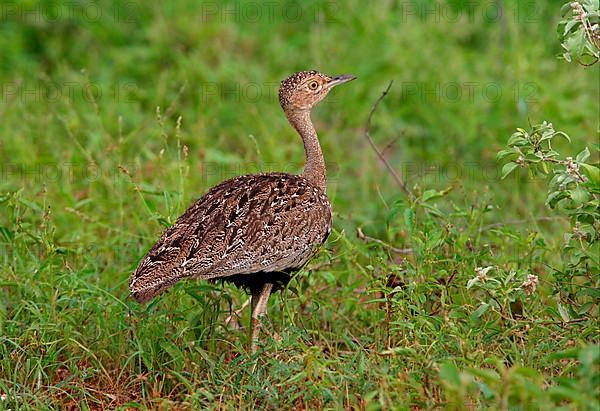 Buff-crested Bustard