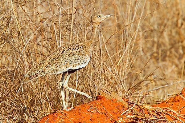 Buff-crested bustard