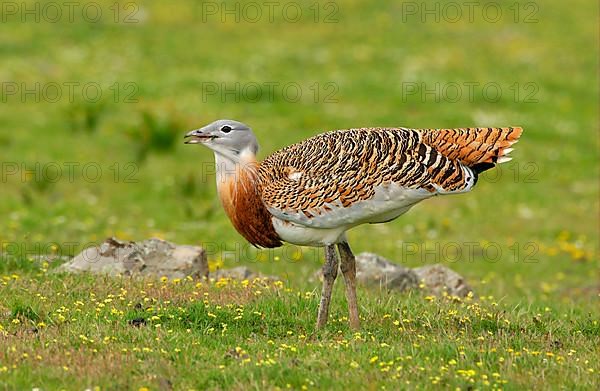 Great Bustard