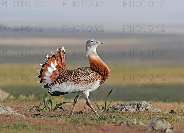 Great bustard