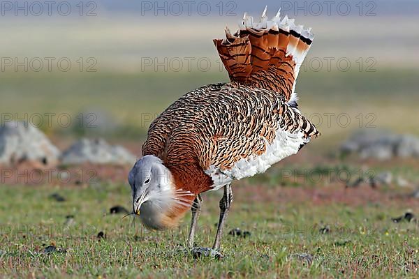 Great bustard