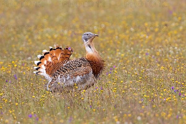 Great bustard