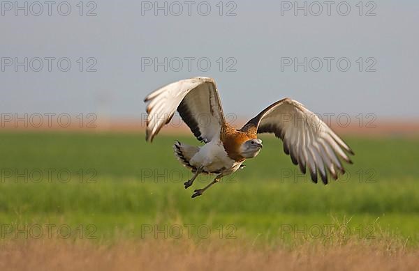 Great bustard