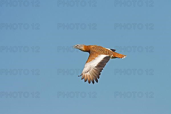 Great bustard