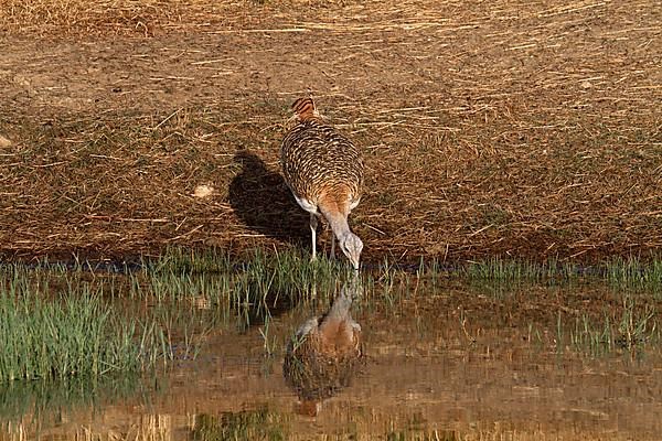 Great bustard