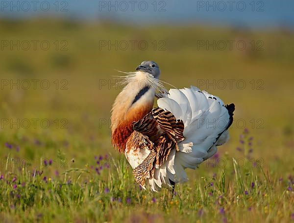 Great bustard