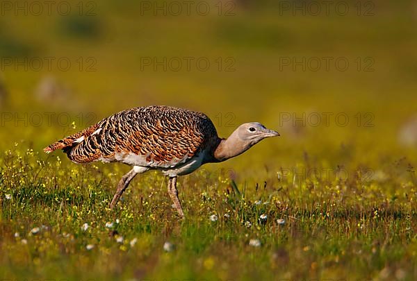 Great bustard