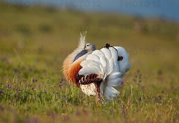 Great bustard