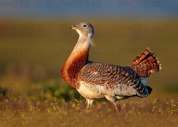 Great bustard