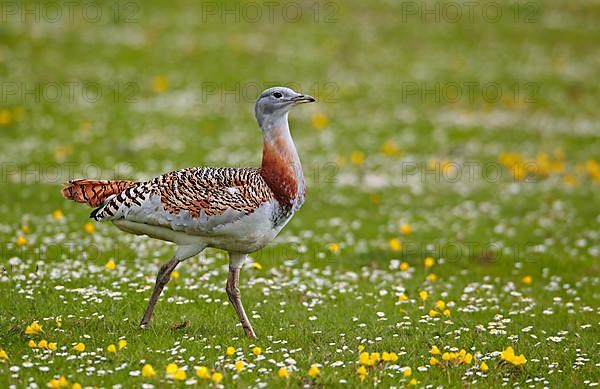 Great bustard