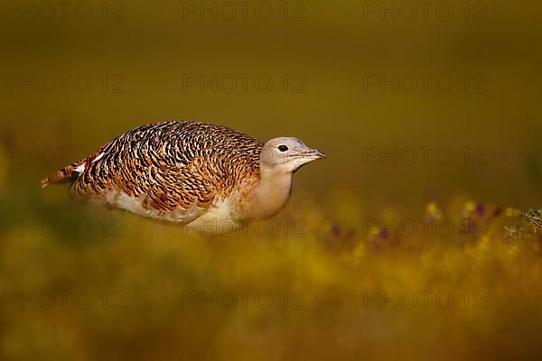 Great bustard