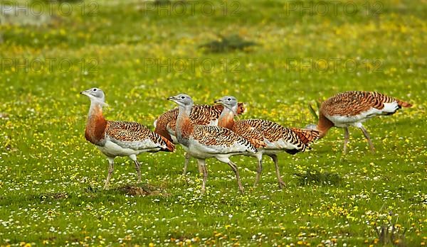 Great bustard