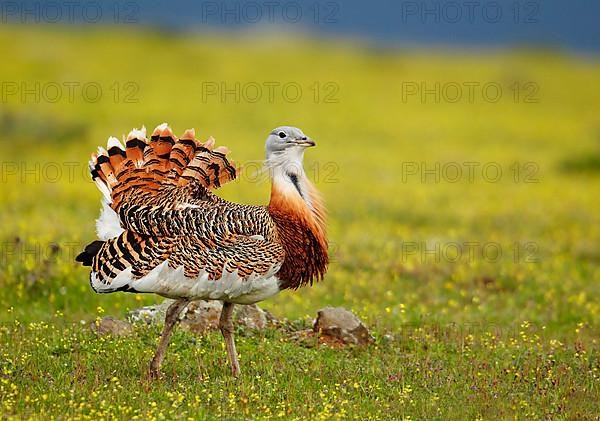 Great bustard