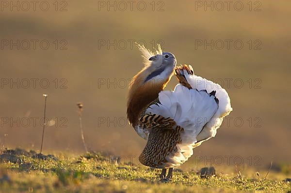 Great bustard