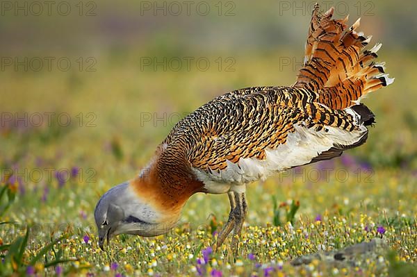 Great bustard