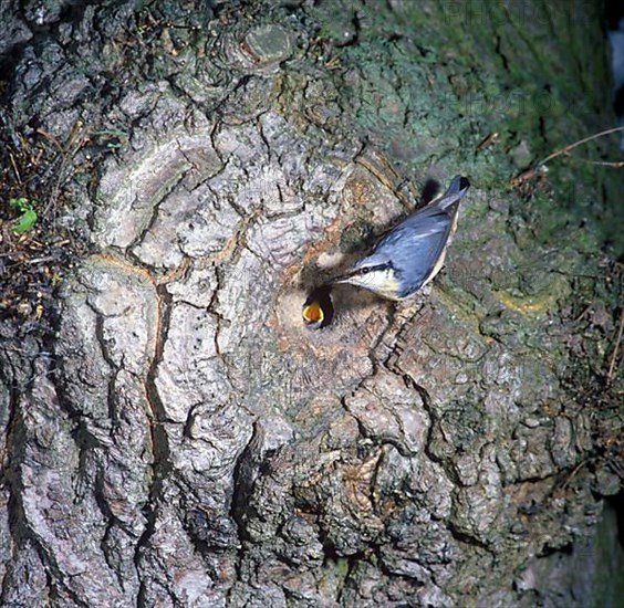 Eurasian nuthatch