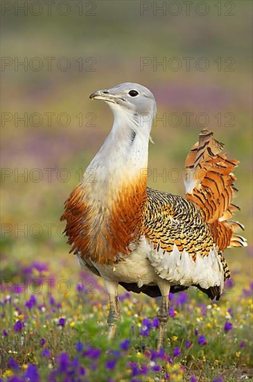 Great bustard