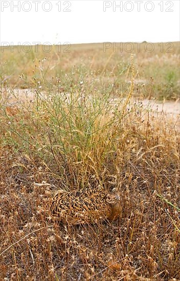 Great Bustard