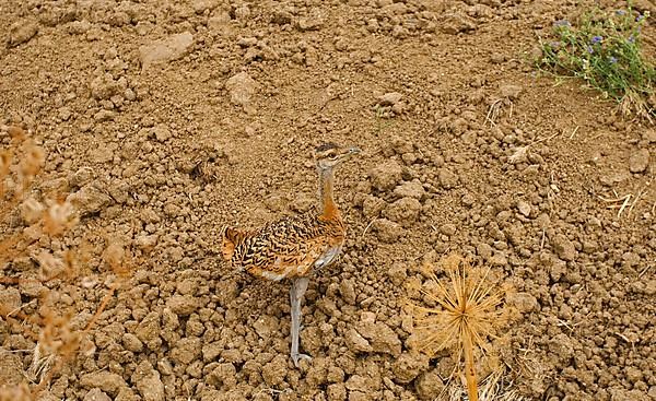 Great Bustard