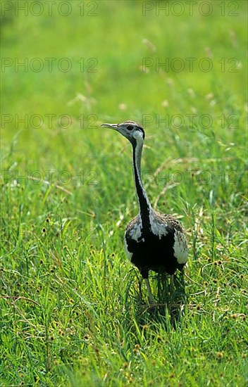 Hartlaub's Bustard