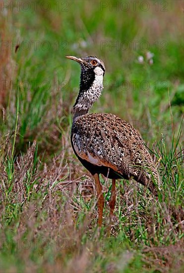 Hartlaub's Bustard