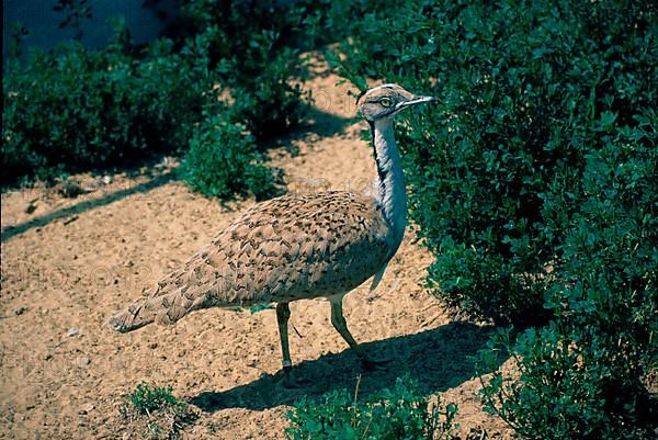 Houbara bustard