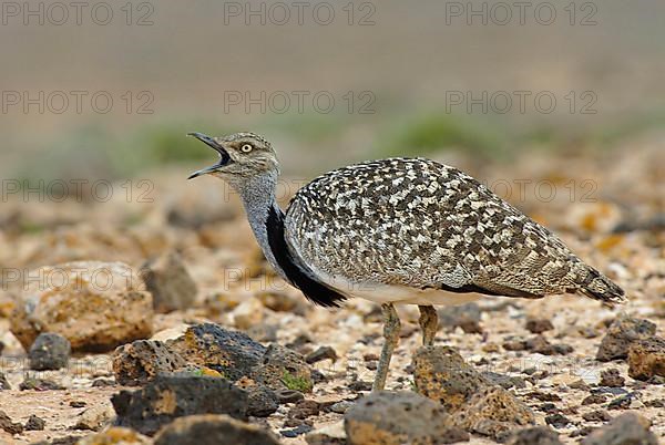 Houbara Bustard