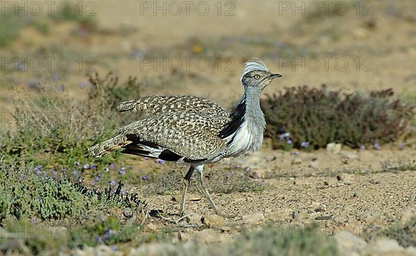 Houbara Bustard