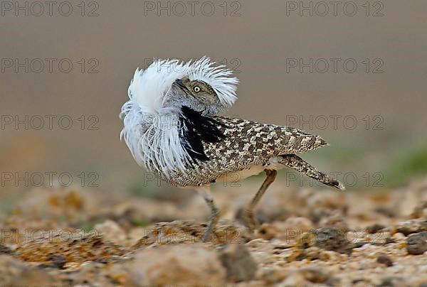 Houbara Bustard