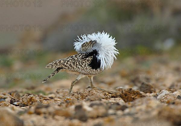 Houbara Bustard