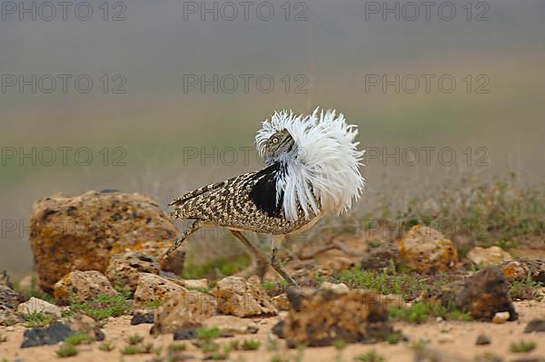 Houbara Bustard