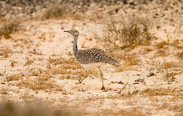 Houbara bustard