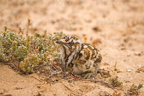 Houbara bustard