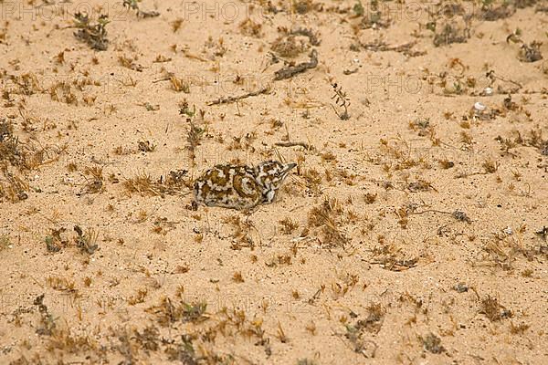 Houbara bustard