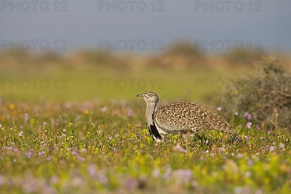 Canary Island Bustard