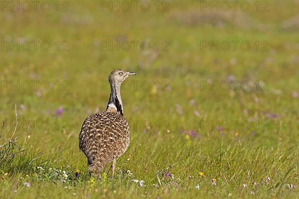 Canary Island Bustard