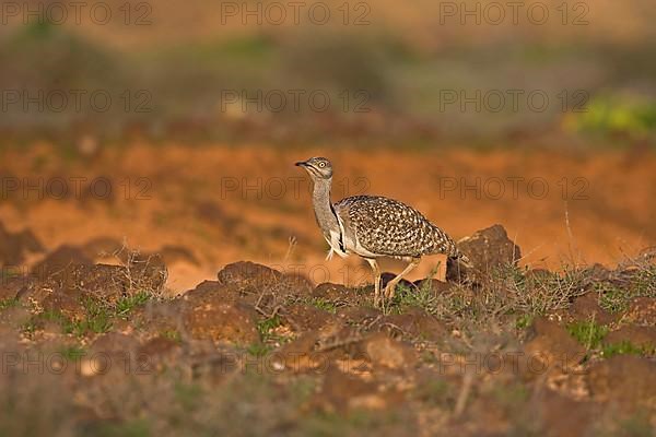 Canary Island Bustard