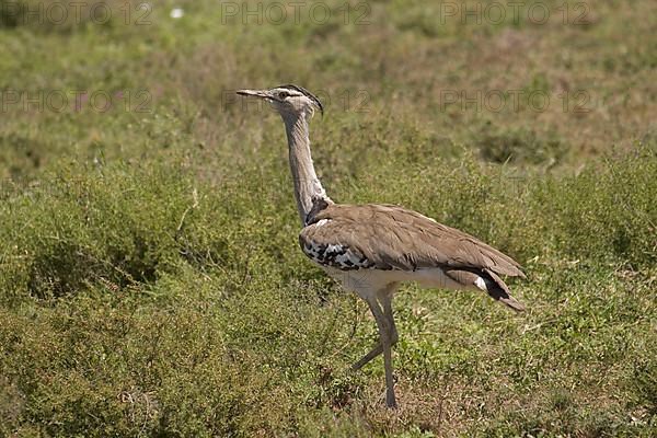 Kori Bustard