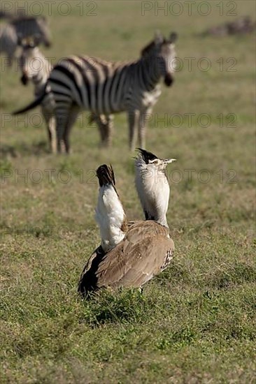 Kori Bustard