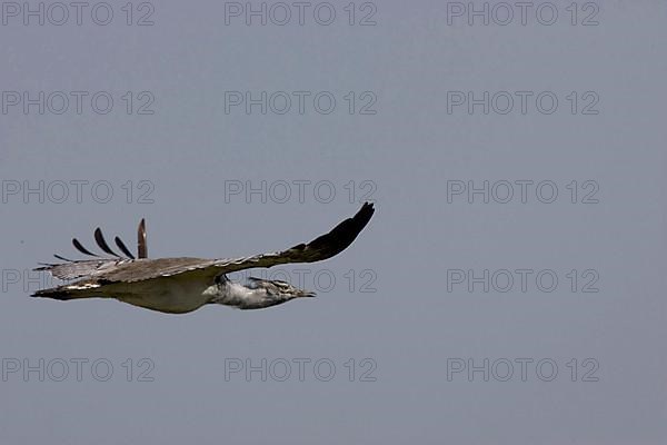 Kori Bustard