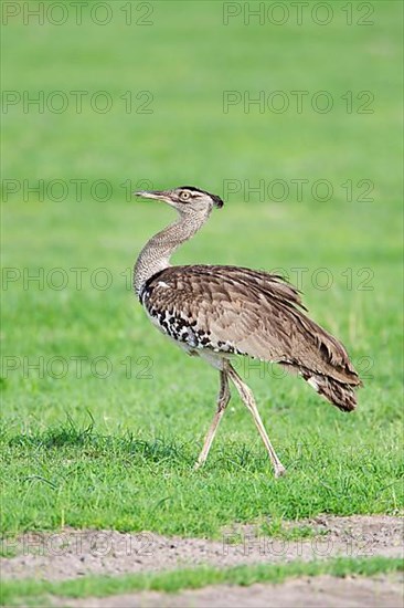 Kori Bustard