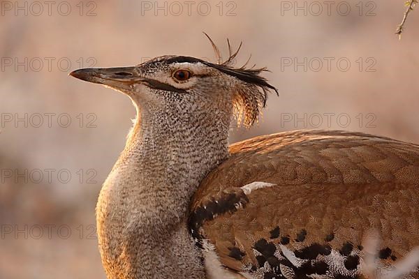 Kori Bustard