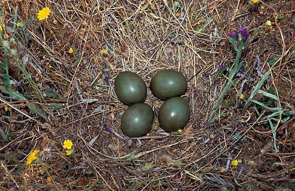 Little bustards