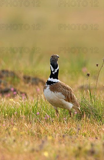 Little bustards