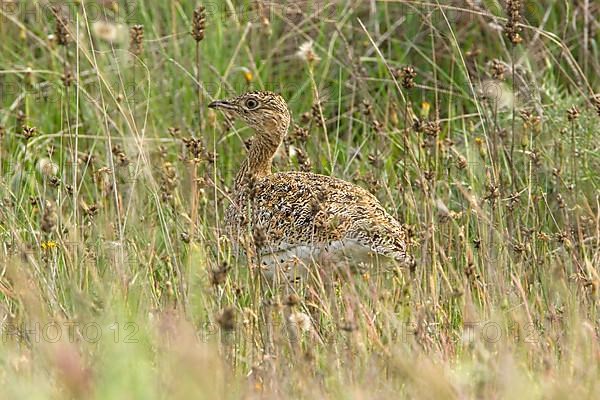 Little bustard